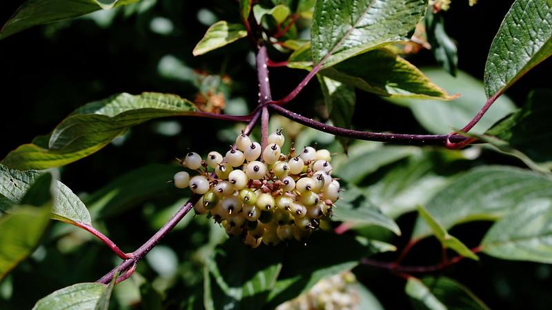 Canon 35-70mm f/4 New FD – Lens Zoom Chuẩn Mực Cho Người Chơi MF