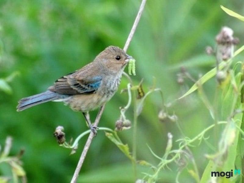 Chim sâu bay vào nhà là điềm gì? Giải mã chi tiết ý nghĩa của điềm báo