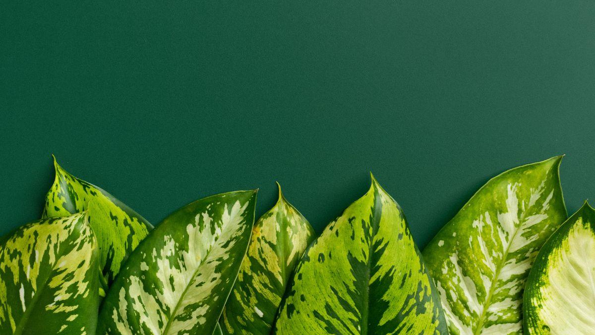 Cách pha màu xanh lá cây chuẩn và chi tiết nhất